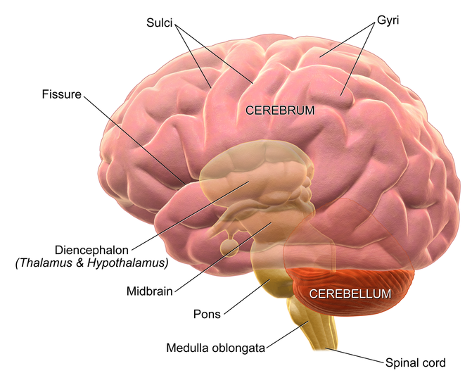 Tongues and Brain Activity