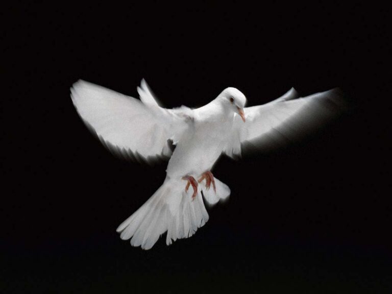 Embrace the Spirit this Pentecost