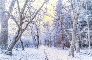 Winter 2011: Other Significant