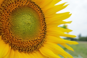 Summer 2010: Other Significant Articles