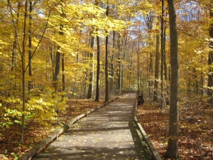 Fall 2008: Other Significant Articles