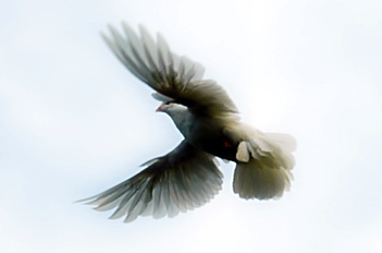 Celebrate Pentecost Sunday