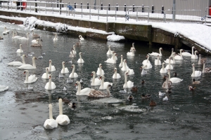 Coming in the Winter 2006 (9:1) Issue