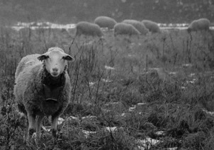 The Shepherding Pastor