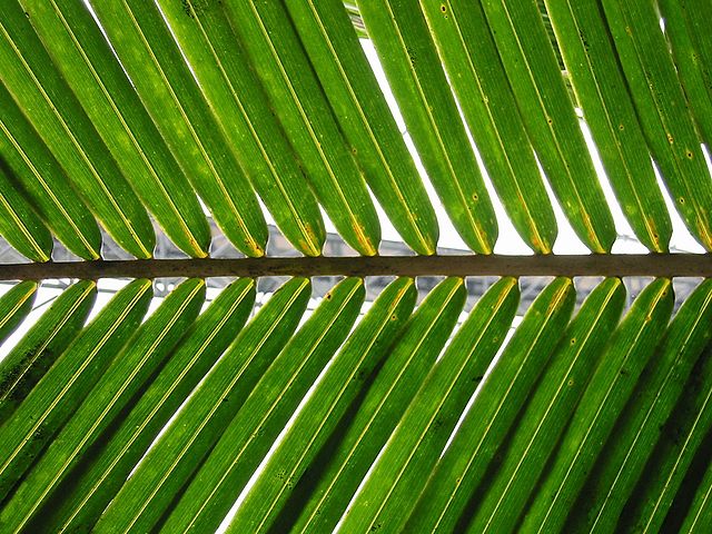 Holy Week: Remembering our Coptic brothers and sisters