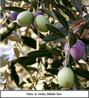 olives