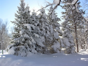 Winter 2001: Other Significant Articles