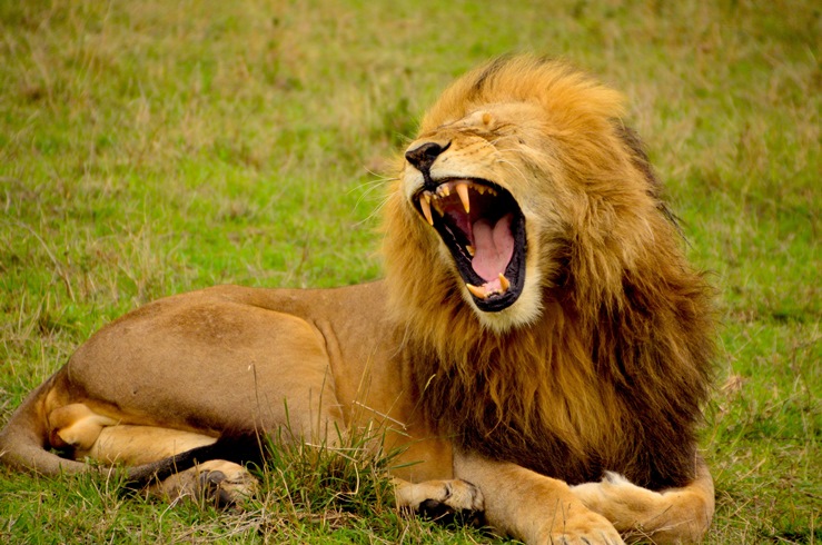 Lesson from a Lion: A Fresh Look at First Kings 13