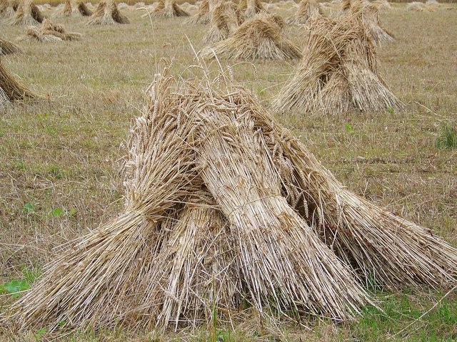 We Shall Come Rejoicing, Bringing in the Sheaves